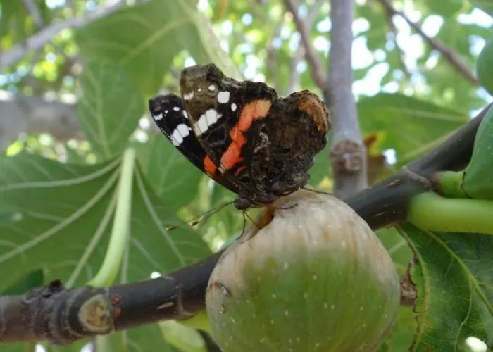 Besedic Мандре