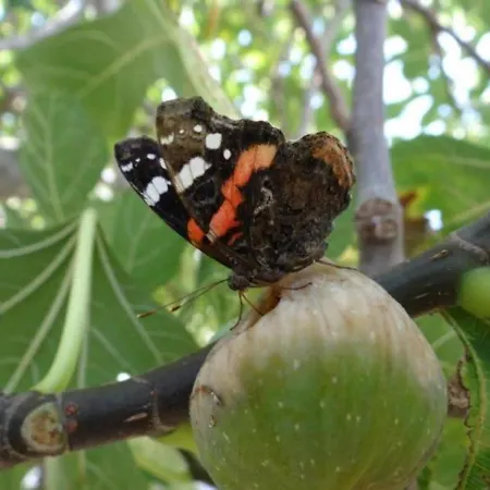 Besedic マンドレ